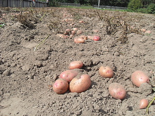 click for enlarge 1920 X 1440 532.3 Kb picture