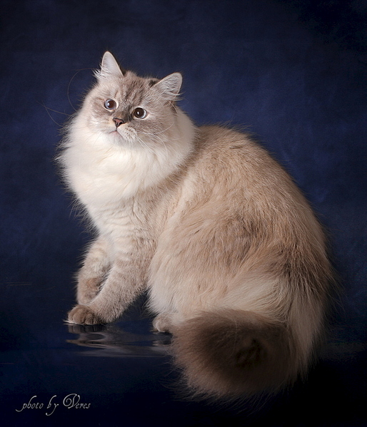 click for enlarge 686 X 800 219.0 Kb picture