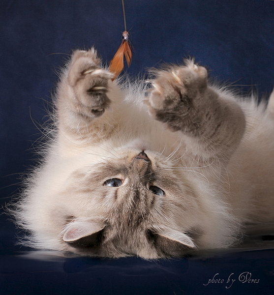 click for enlarge 743 X 800 272.8 Kb picture