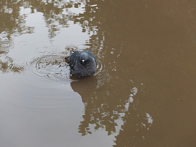 click for enlarge 1920 X 1440 363.2 Kb picture