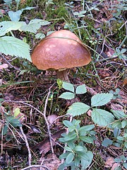 click for enlarge 1920 X 2560 646.3 Kb picture