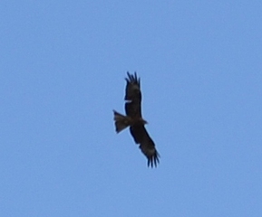 click for enlarge 333 X 276 56.1 Kb picture