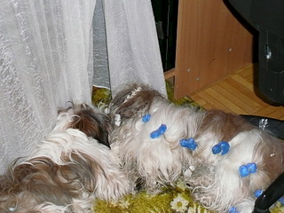 click for enlarge 1920 X 1440 548.7 Kb picture