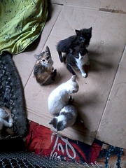 click for enlarge 1200 X 1600 601.2 Kb picture