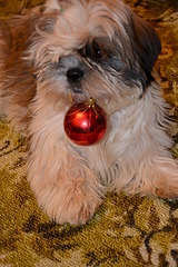 click for enlarge 1920 X 2880 404.0 Kb picture