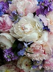 click for enlarge 200 X 275  19.3 Kb picture