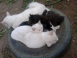 click for enlarge 807 X 605 93.7 Kb picture