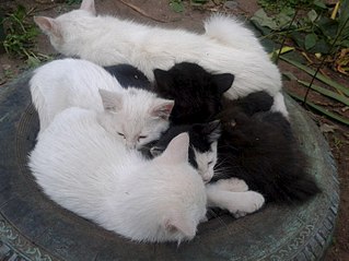 click for enlarge 807 X 605 86.4 Kb picture