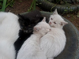 click for enlarge 807 X 605 95.2 Kb picture