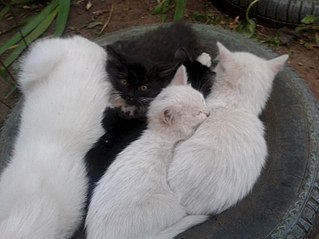 click for enlarge 807 X 605 70.9 Kb picture