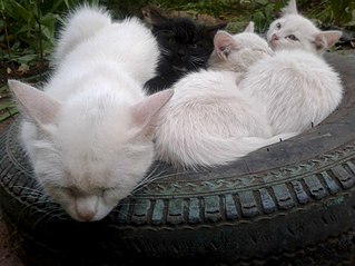 click for enlarge 807 X 605 85.3 Kb picture