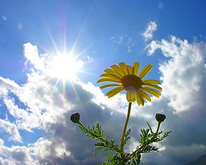 click for enlarge 750 X 600 118.2 Kb picture