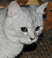 click for enlarge 720 X 807 121.8 Kb picture