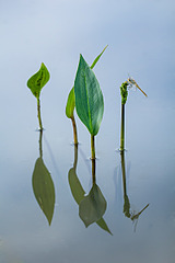 click for enlarge 800 X 1199 238.1 Kb picture
