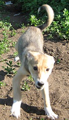 click for enlarge 701 X 1218 384.4 Kb picture