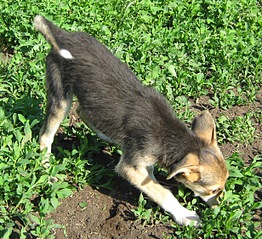 click for enlarge 1230 X 1123 728.8 Kb picture