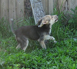 click for enlarge 601 X 540 137.5 Kb picture