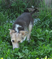 click for enlarge 473 X 533 106.1 Kb picture