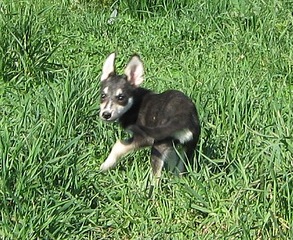 click for enlarge 424 X 347 97.2 Kb picture