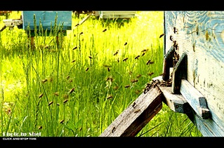 click for enlarge 807 X 534 189.2 Kb picture