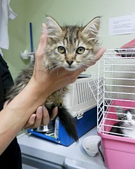 click for enlarge 1000 X 1243 341.3 Kb picture