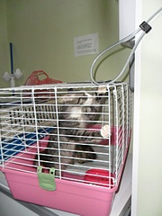 click for enlarge 1000 X 1333 375.7 Kb picture