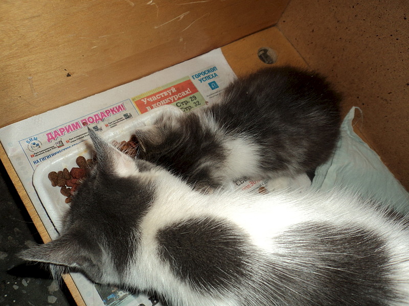 click for enlarge 1920 X 1440 660.3 Kb picture