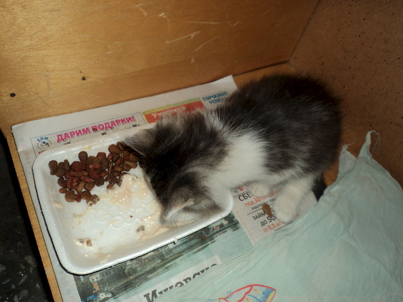 click for enlarge 1920 X 1440 464.4 Kb picture