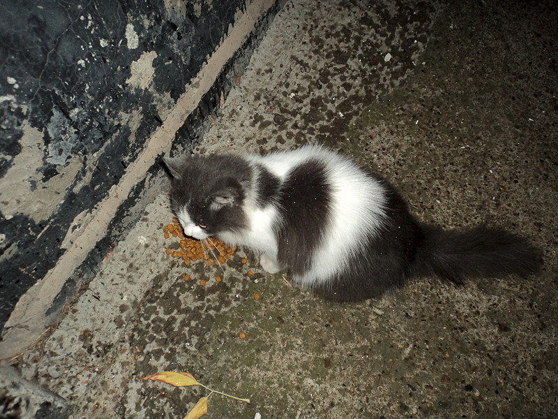 click for enlarge 1920 X 1440 831.6 Kb picture