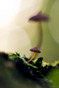 click for enlarge 641 X 962 219.6 Kb picture
