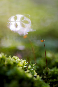 click for enlarge 641 X 962 272.4 Kb picture