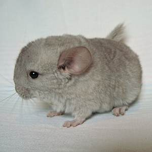click for enlarge 1415 X 1415 86.2 Kb picture