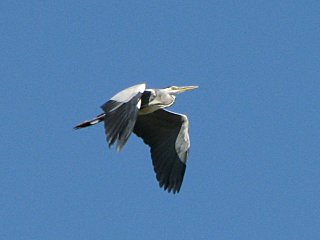 click for enlarge 640 X 480 23.6 Kb picture