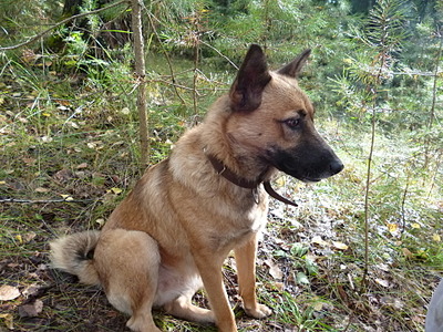 click for enlarge 1920 X 1440 509.5 Kb picture