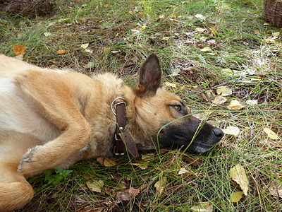 click for enlarge 1920 X 1440 595.4 Kb picture