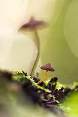 click for enlarge 641 X 962 271.2 Kb picture