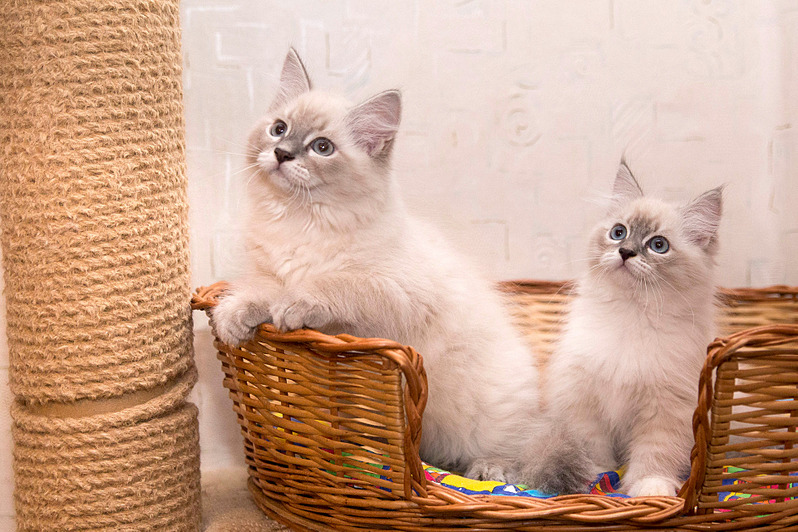 click for enlarge 1920 X 1279 849.2 Kb picture
