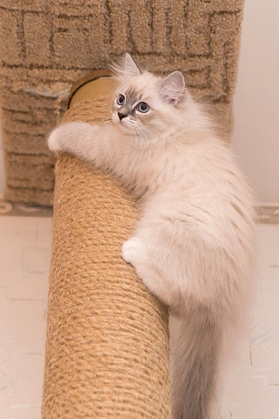 click for enlarge 1920 X 2880 590.8 Kb picture