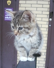 click for enlarge 1341 X 1690 914.3 Kb picture