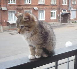 click for enlarge 1258 X 1122 549.0 Kb picture