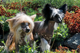 click for enlarge 600 X 400 139.8 Kb picture