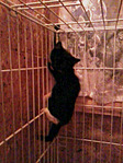 click for enlarge 1200 X 1600 941.7 Kb picture