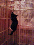 click for enlarge 1200 X 1600 845.4 Kb picture