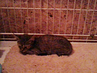 click for enlarge 1600 X 1200 771.4 Kb picture