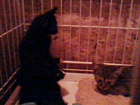 click for enlarge 1600 X 1200 777.4 Kb picture