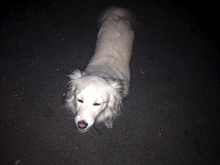 click for enlarge 800 X 600 100.3 Kb picture