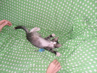 click for enlarge 1920 X 1440 623.7 Kb picture