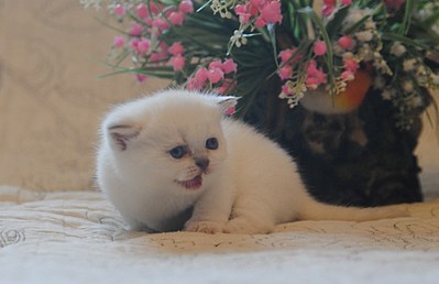 click for enlarge 1920 X 1240 303.6 Kb picture
