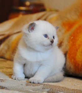 click for enlarge 1432 X 1633 322.3 Kb picture