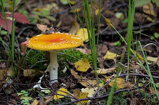 click for enlarge 1920 X 1280 749.5 Kb picture